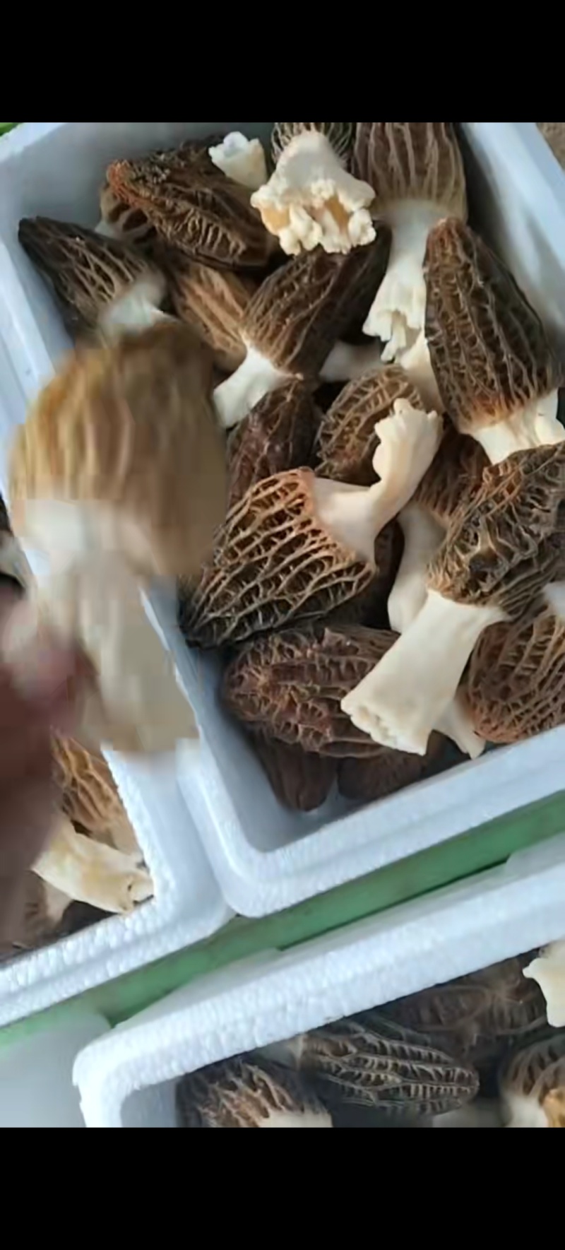 自家产羊肚菌新鲜刚摘一箱2斤装京津冀包邮150