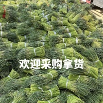 邳州红帽蒜薹