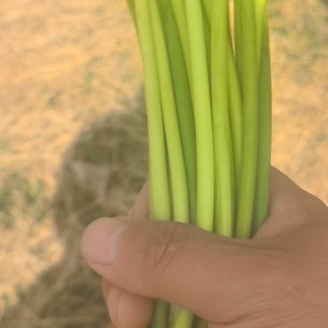 蒜苔