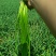 欢迎老板们采购优质红帽蒜苔
