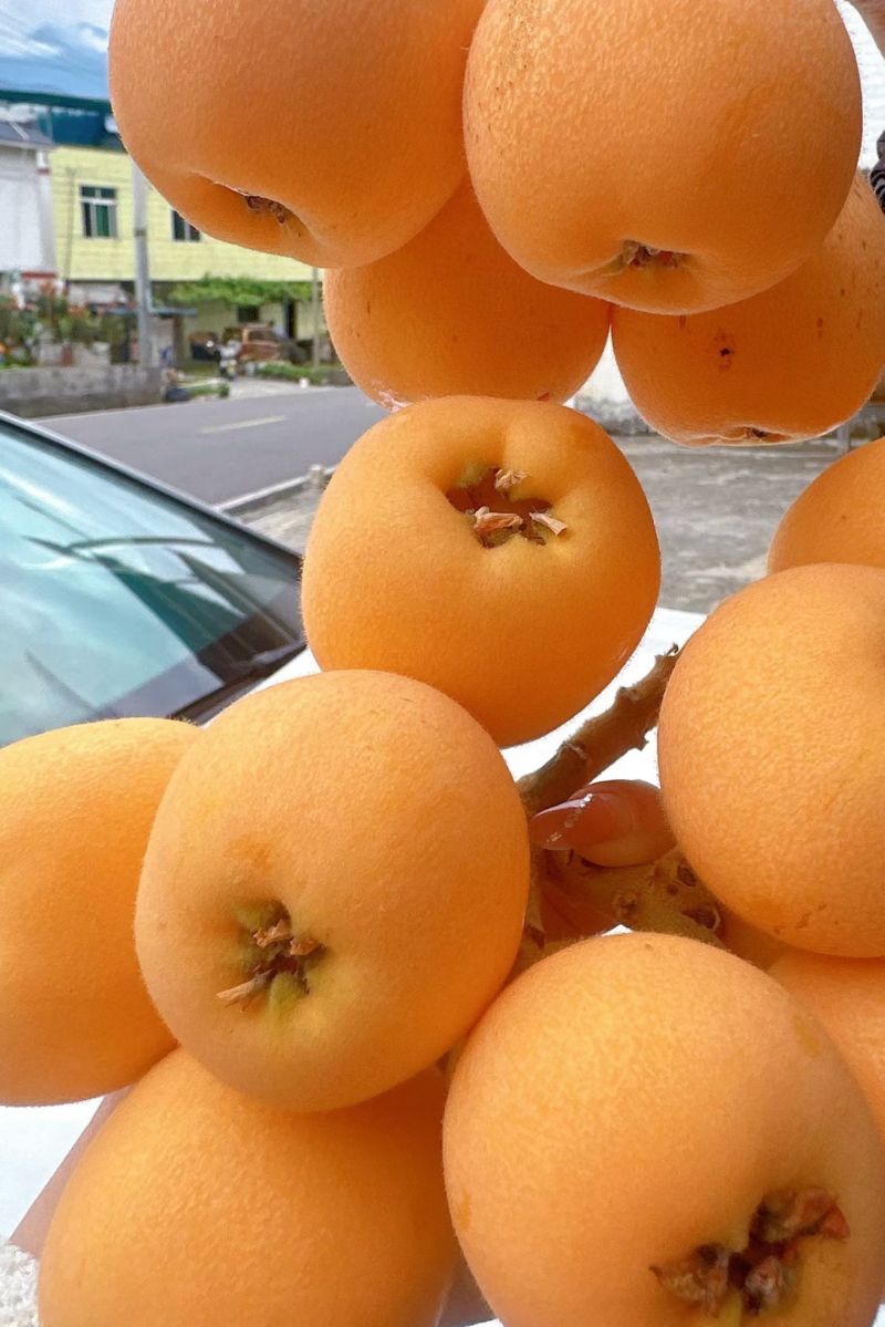 枇粑