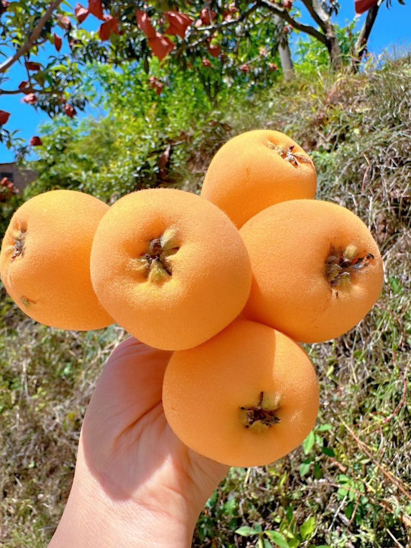 枇粑