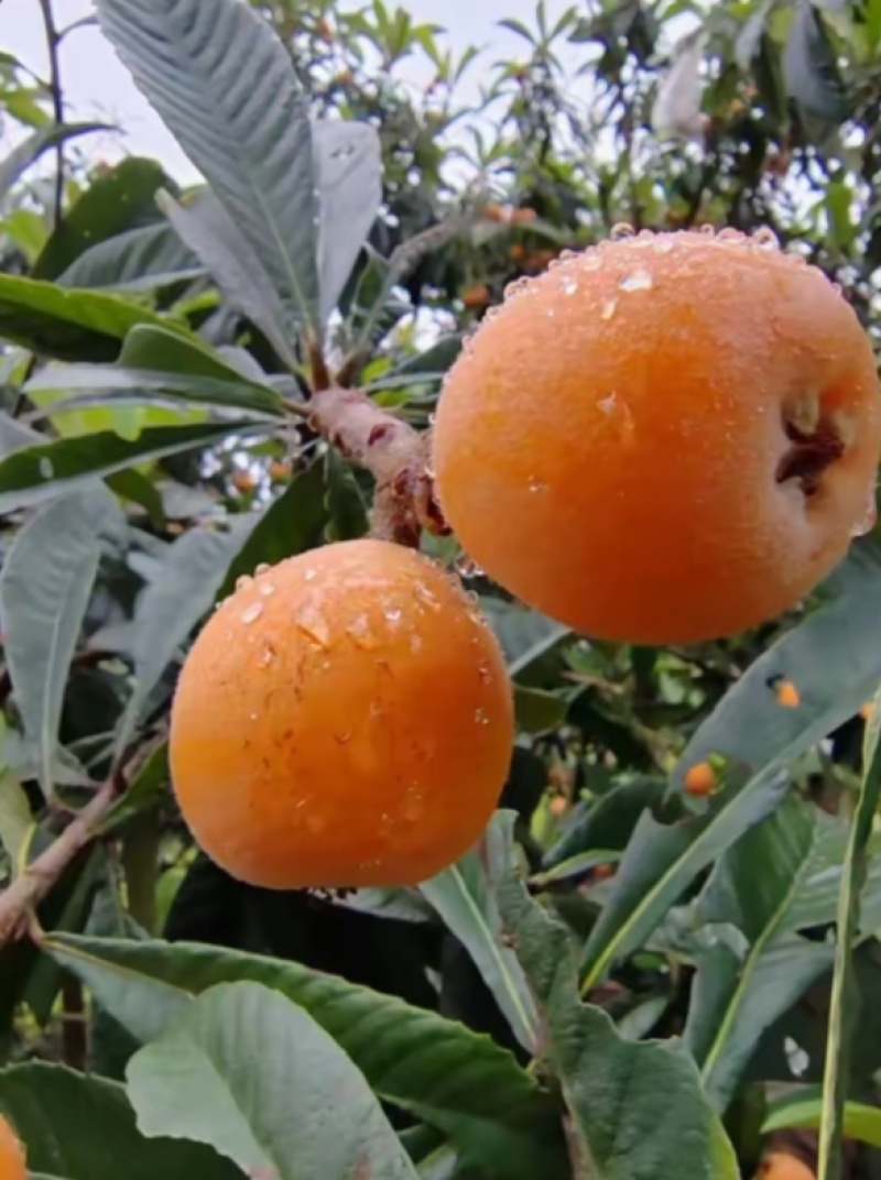 合川枇杷
