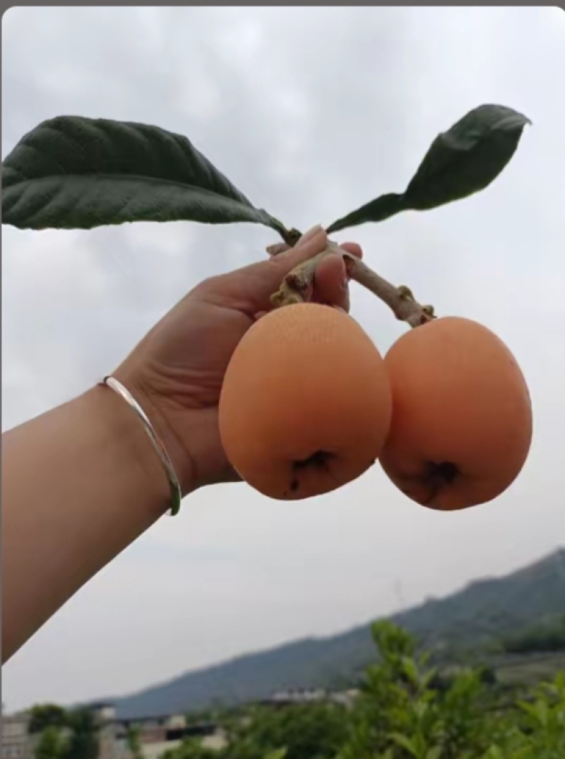 合川枇杷