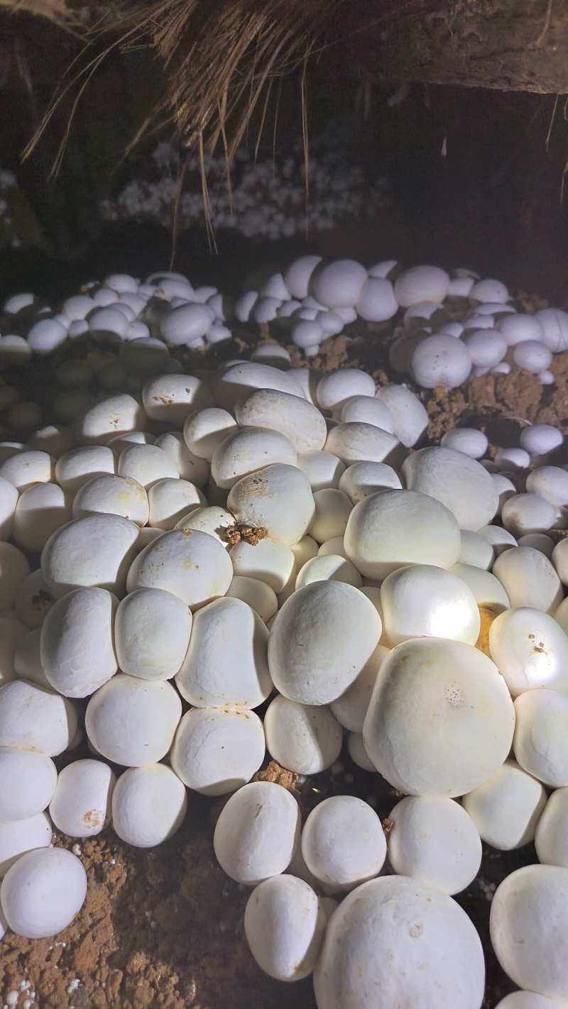草菇