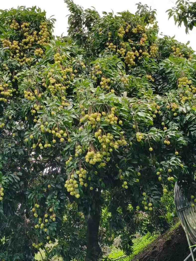 观音绿荔枝