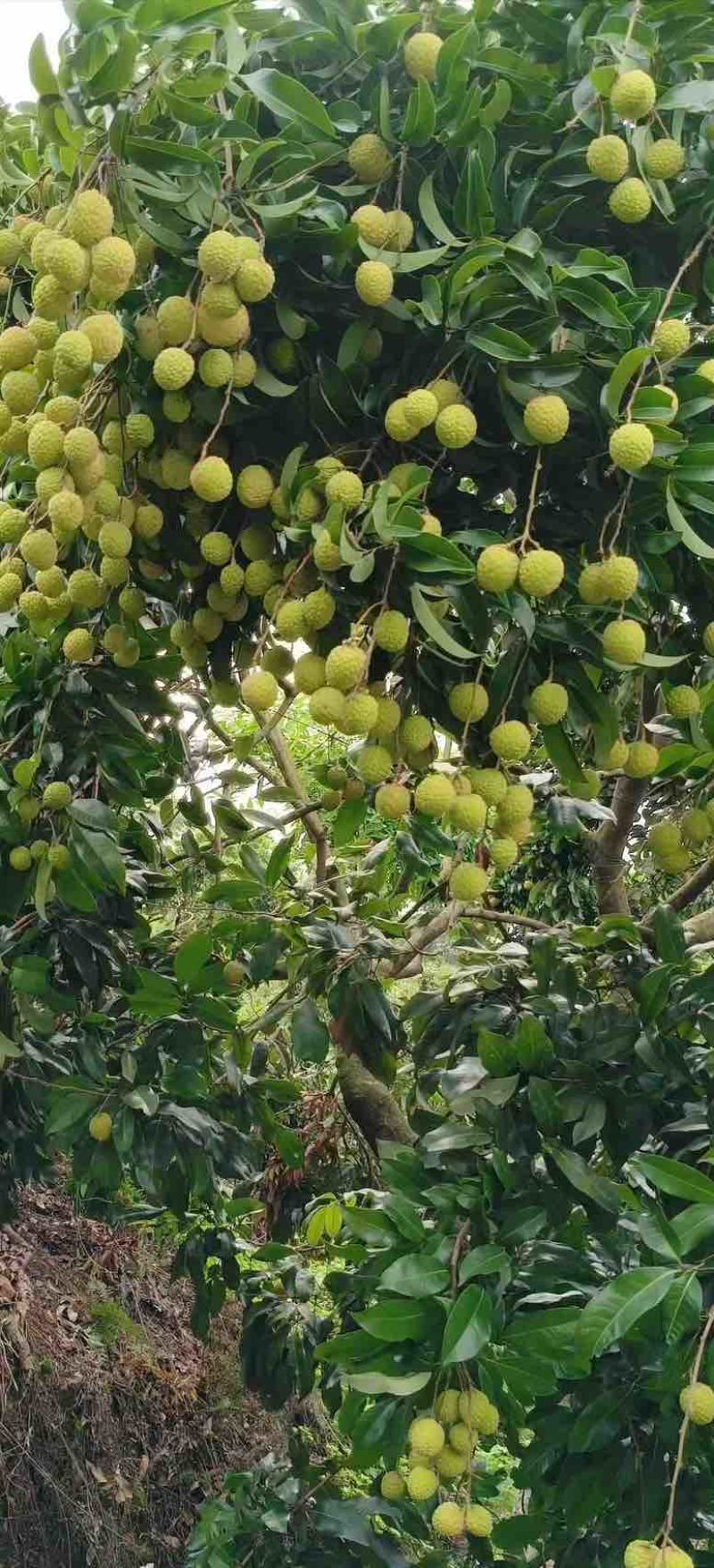 观音绿荔枝