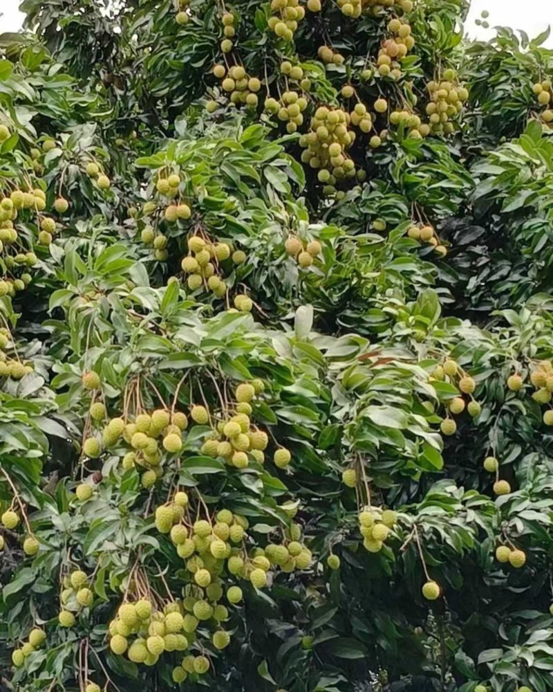观音绿荔枝