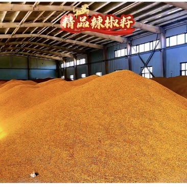 精品板椒辣椒籽