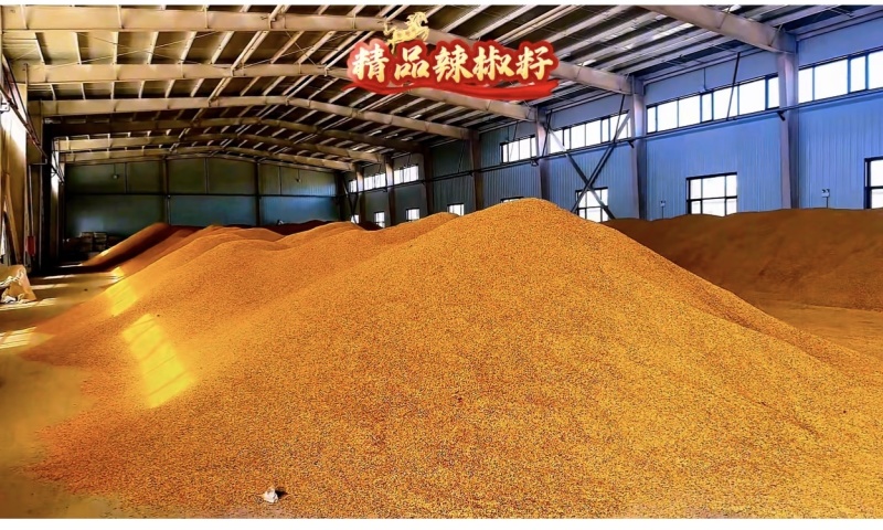 精品板椒辣椒籽