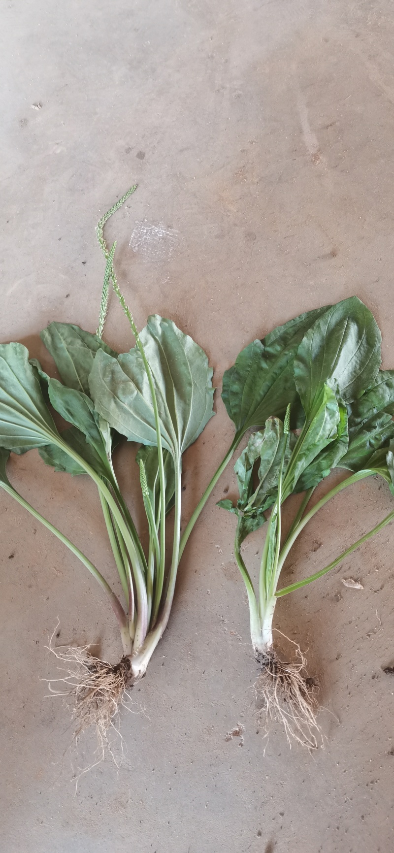 纯野生车前草车前草不是仅根部入药，它的‌全草都可入药。