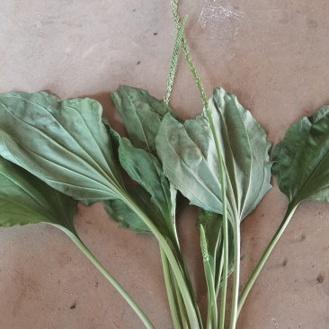纯野生车前草车前草不是仅根部入药，它的‌全草都可入药。
