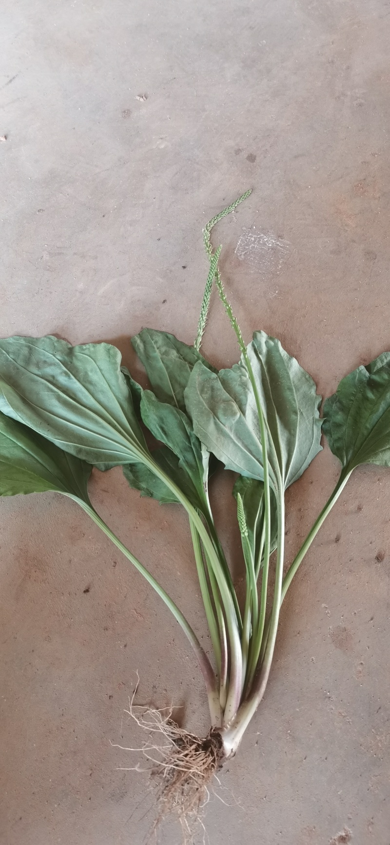 纯野生车前草车前草不是仅根部入药，它的‌全草都可入药。