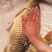 大鲤鱼
