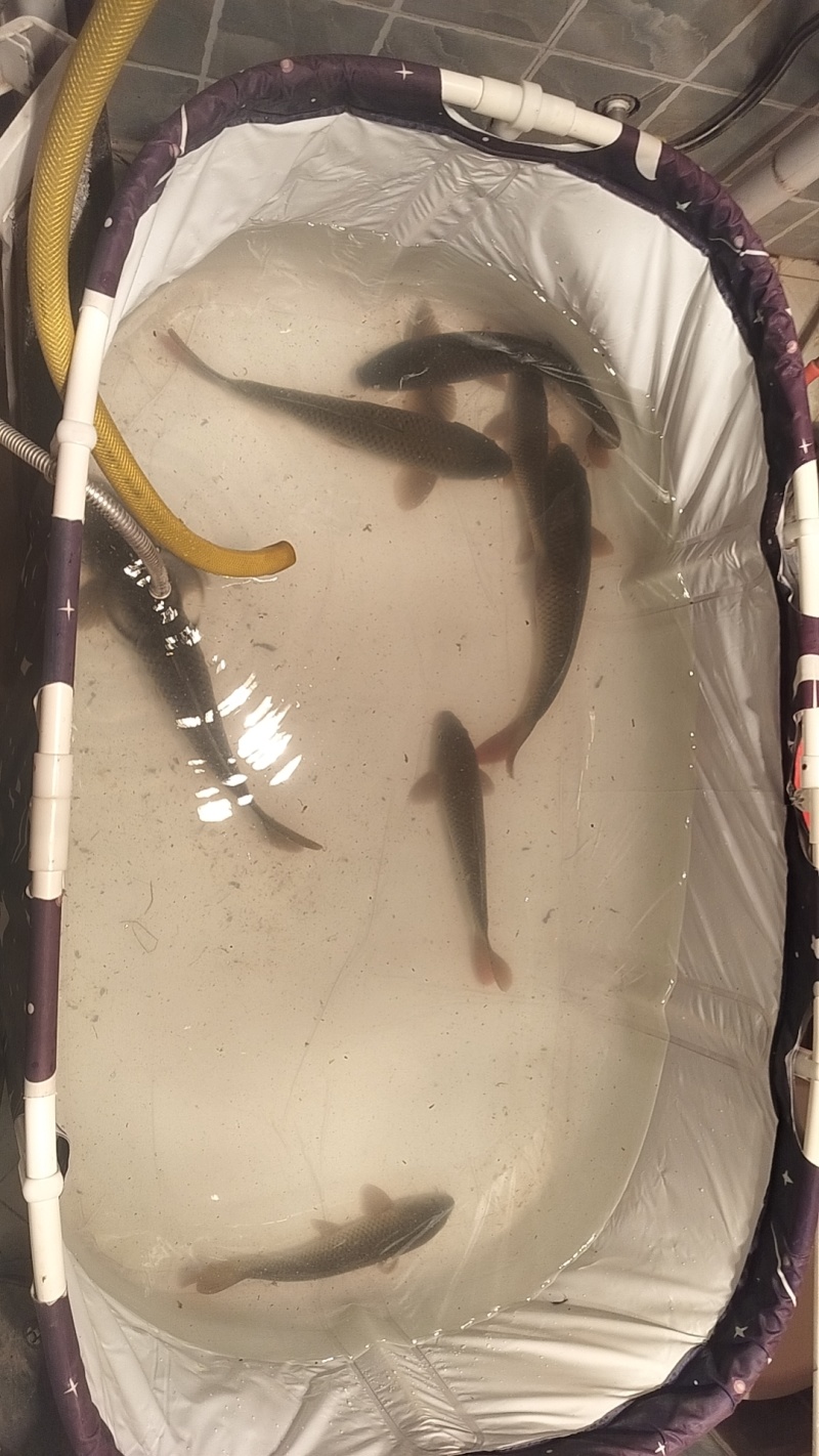 大鲤鱼