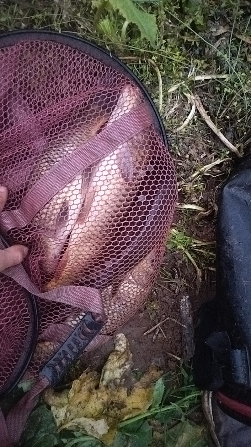 大鲤鱼