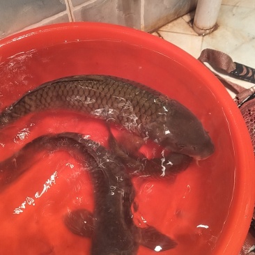 大鲤鱼