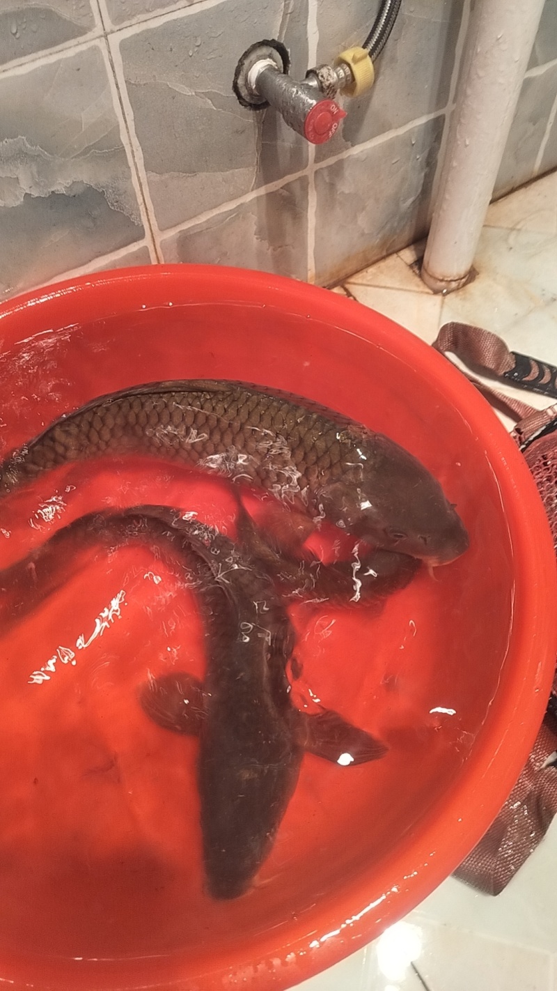大鲤鱼