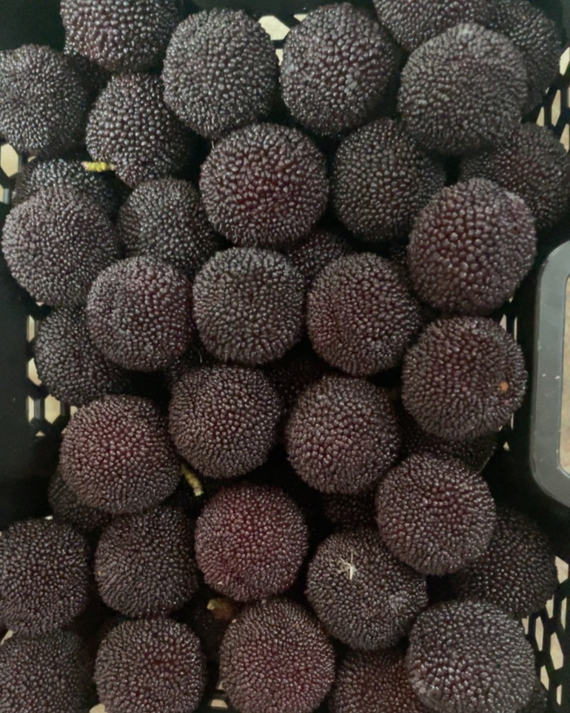 杨梅荸荠杨梅