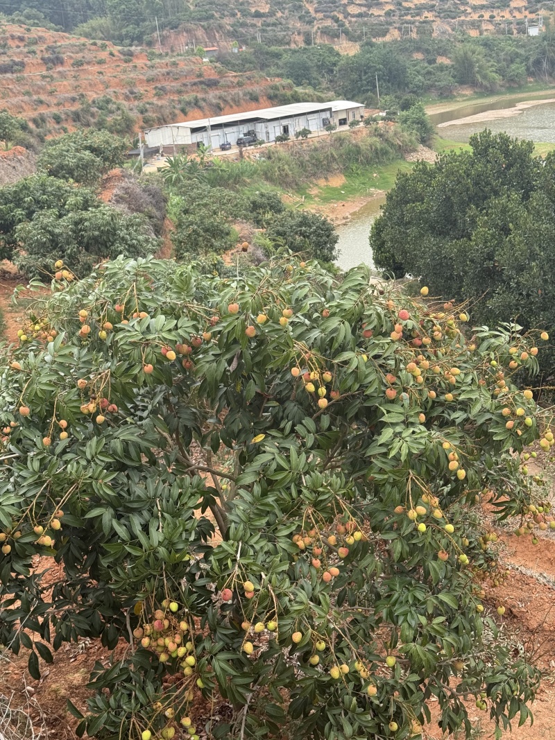 aa茂名高州水果荔枝批发