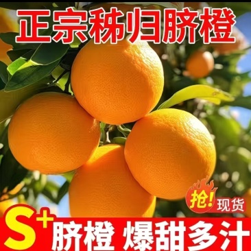 湖北伦晚脐橙，精品果，电商货。一件代发，量大从优，
