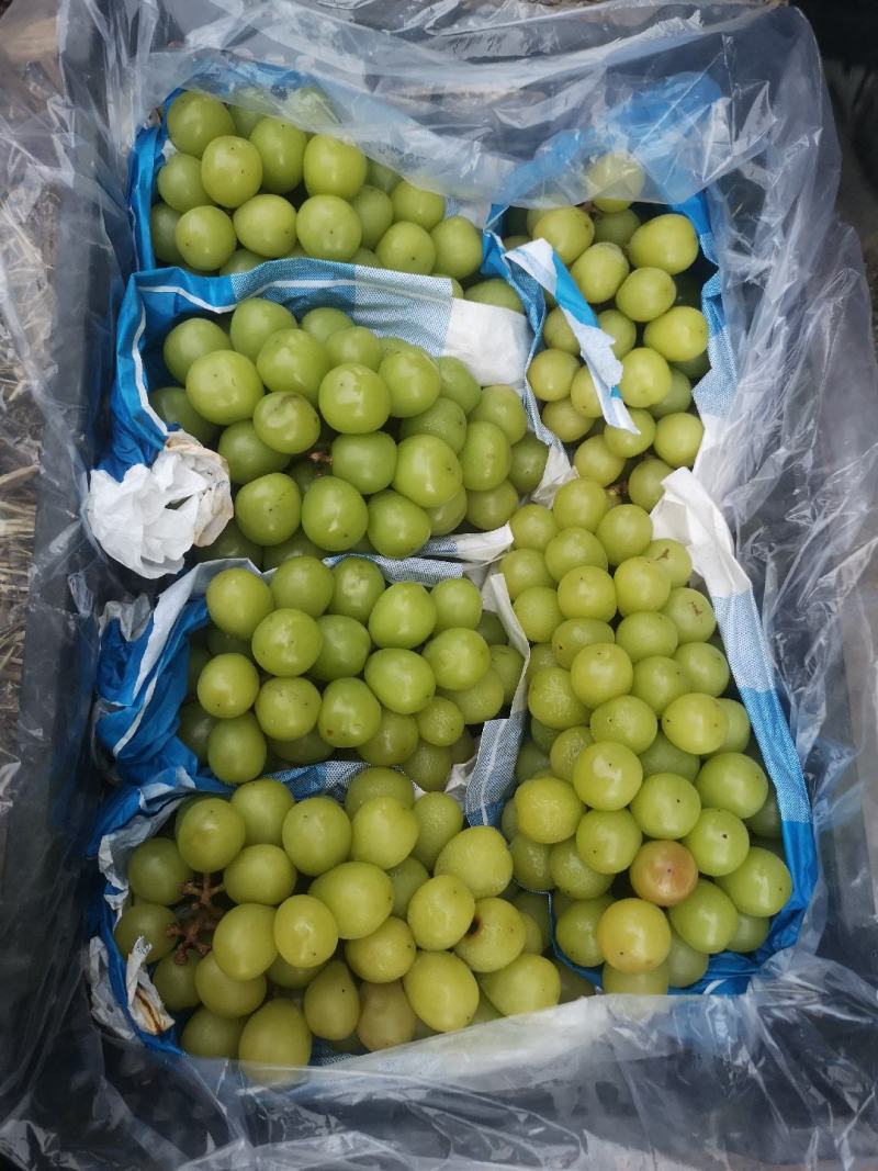 阳光玫瑰葡萄