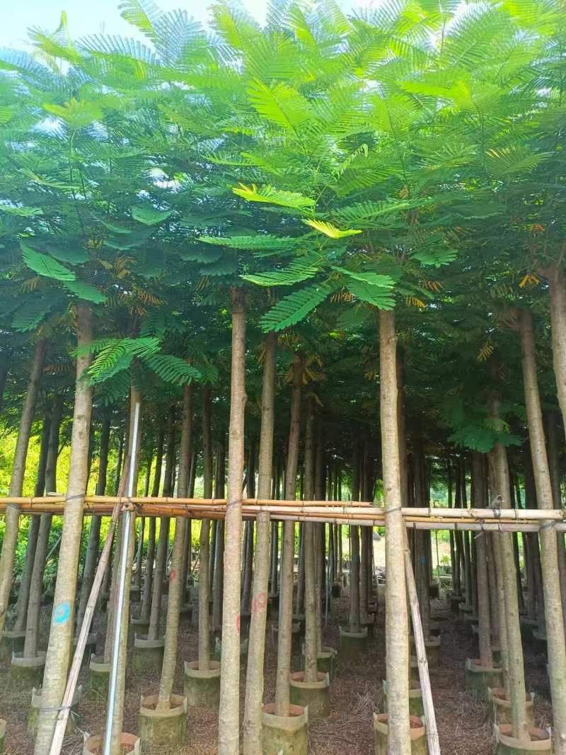 凤凰木8～10～15分，各种规格大量销售