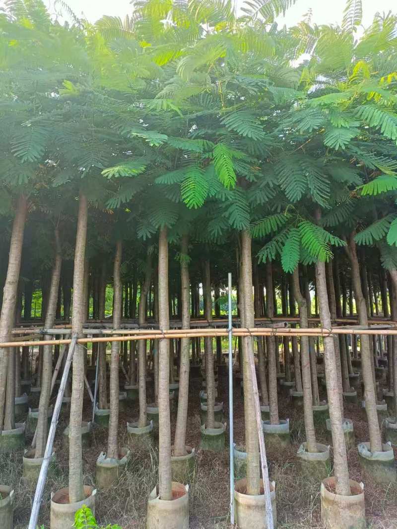 凤凰木8～10～15分，各种规格大量销售