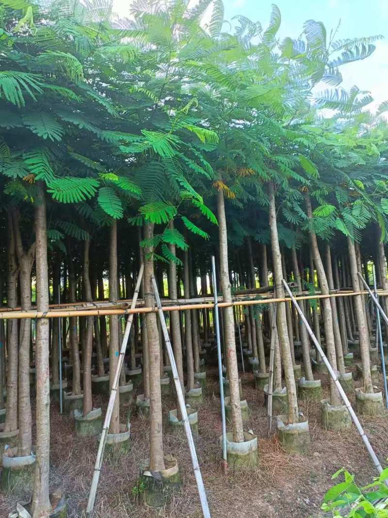 凤凰木8～10～15分，各种规格大量销售