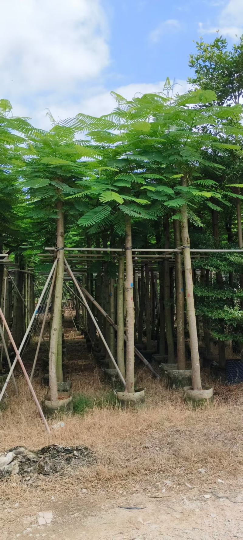 凤凰木8～10～15分，各种规格大量销售