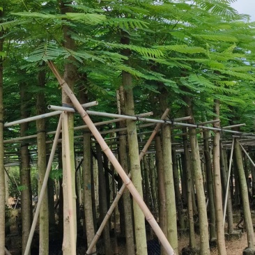 凤凰木8～10～15分，各种规格大量销售