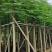 凤凰木8～10～15分，各种规格大量销售