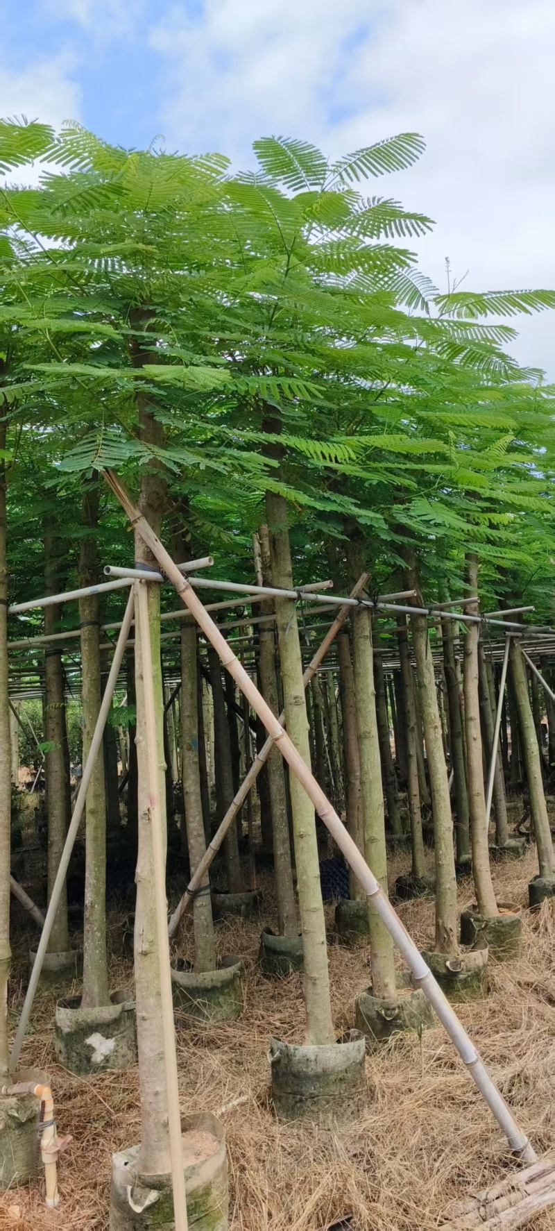 凤凰木8～10～15分，各种规格大量销售