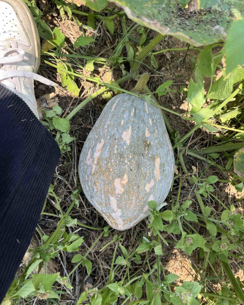 5万斤香芋南瓜在澄迈山口村