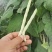 豆角