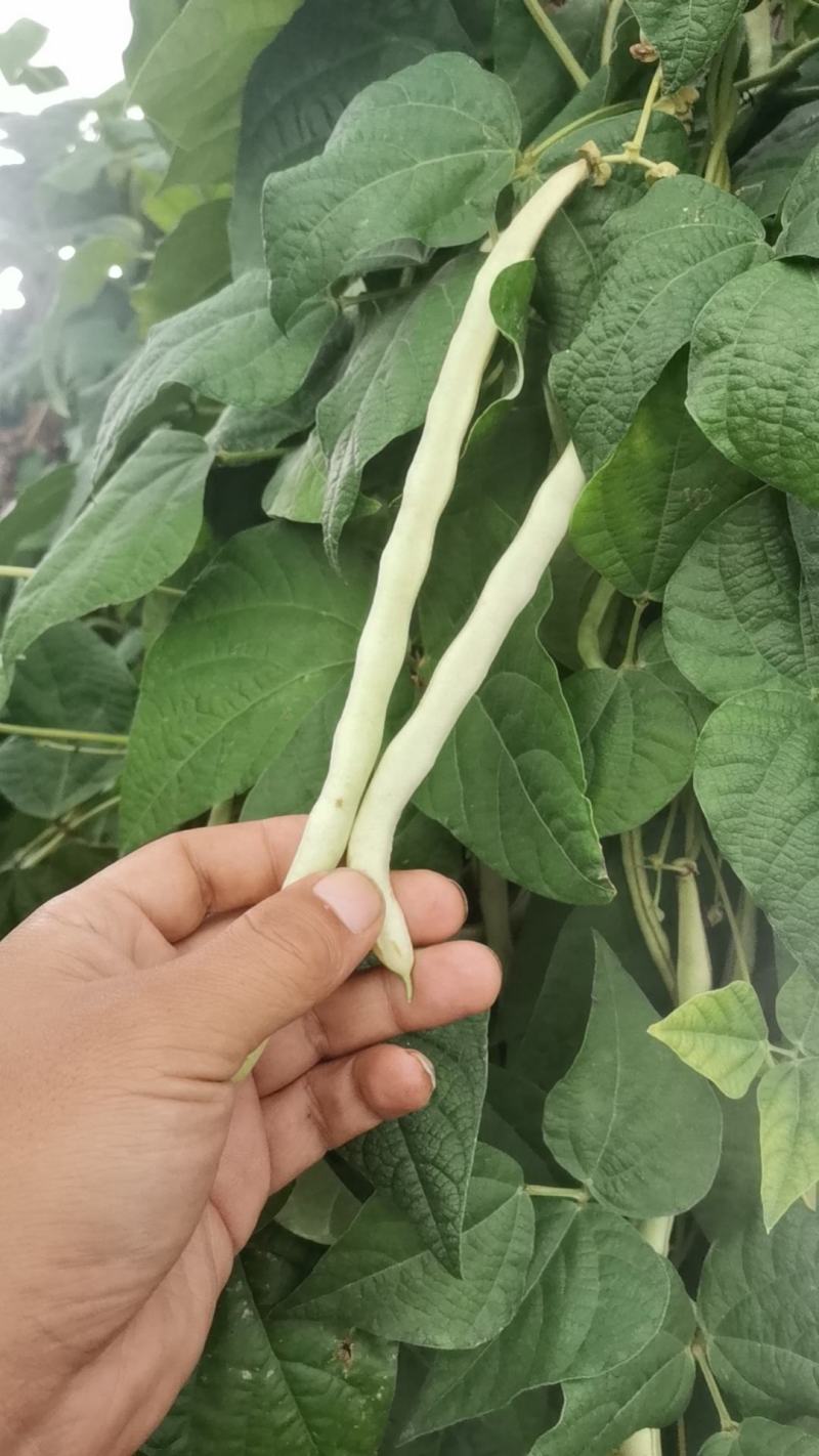豆角