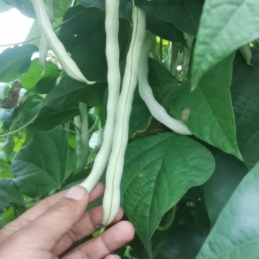 豆角