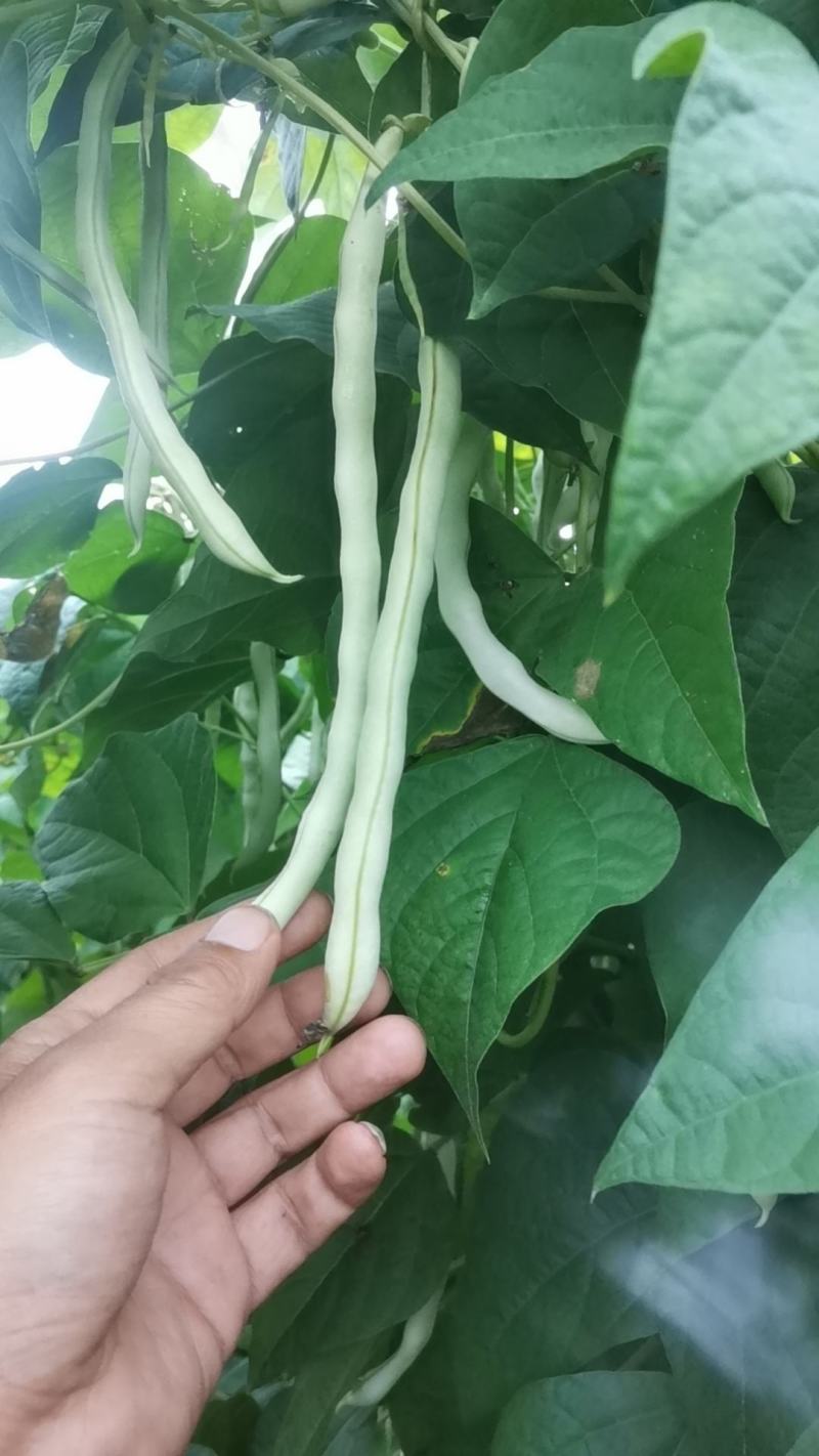豆角
