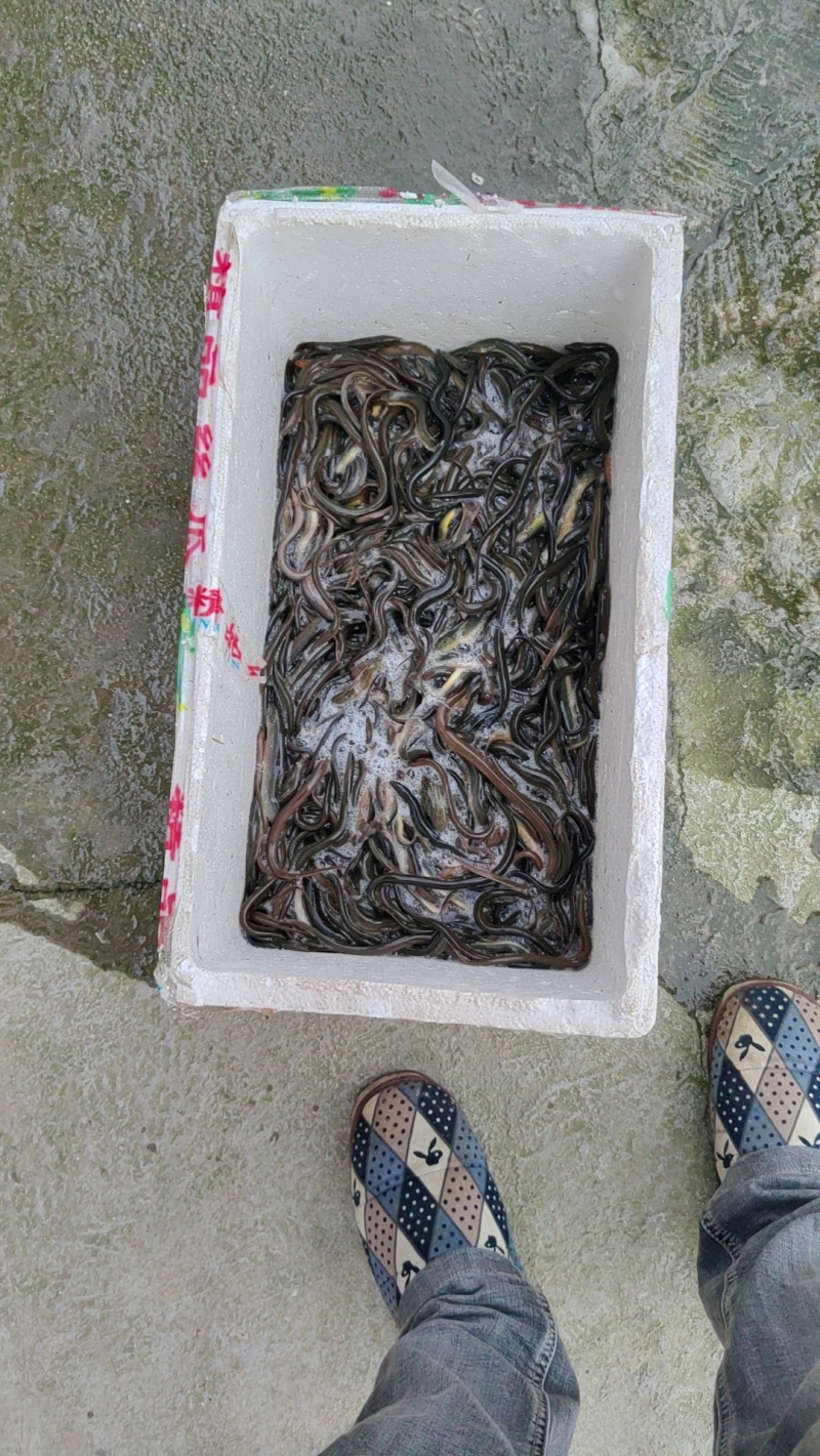 黄鳝