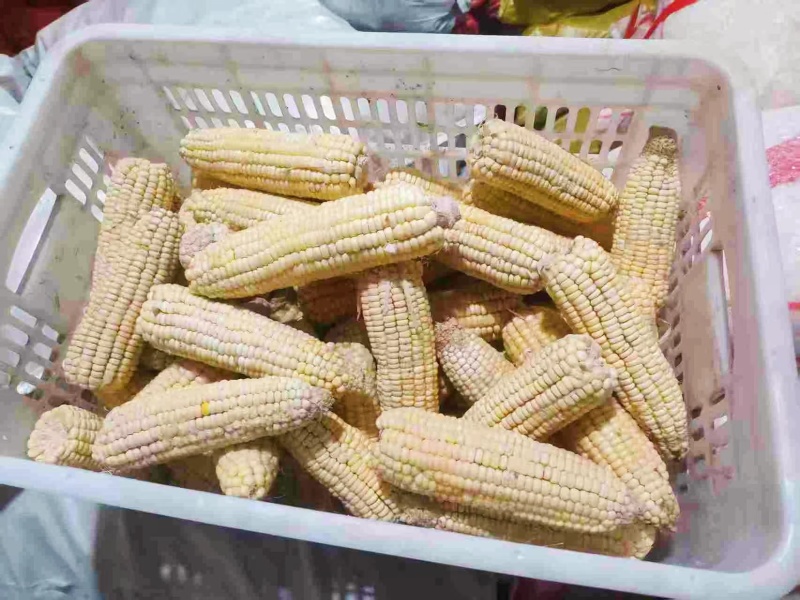 玉米原料，工厂货，低价出售，价格可聊