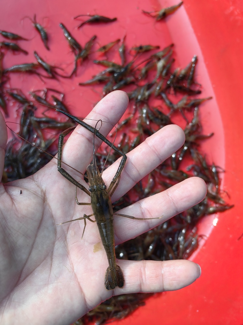 河虾