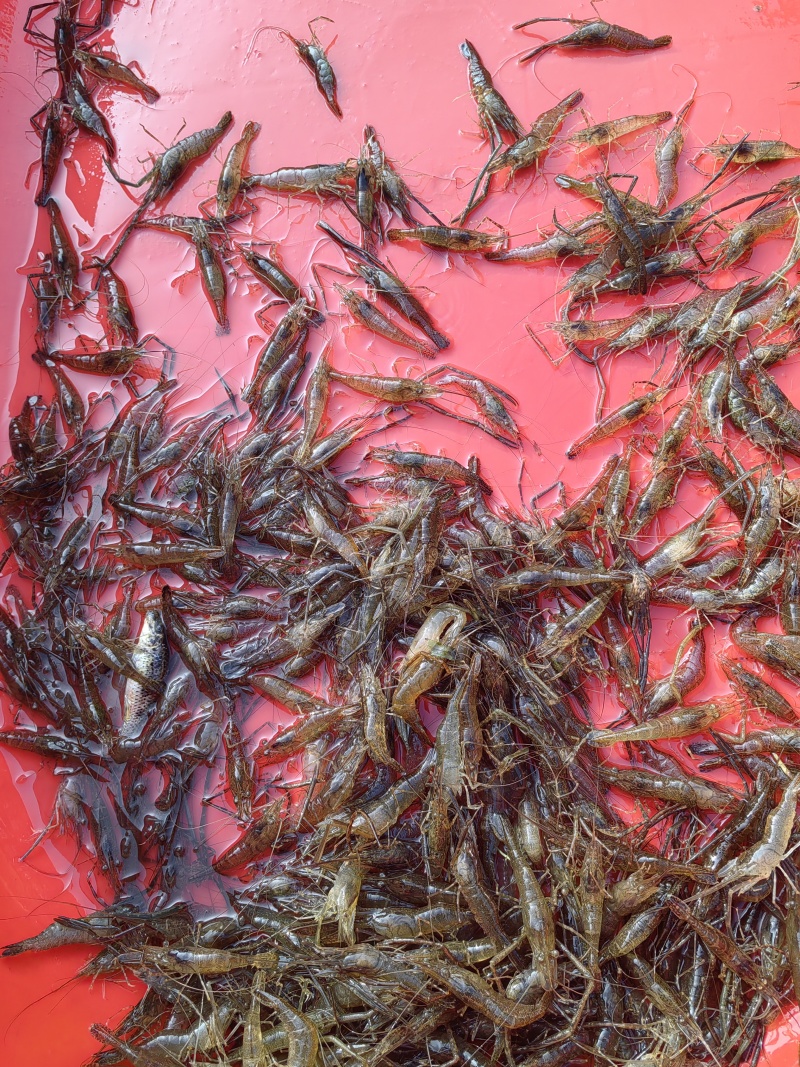 河虾