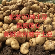 黄皮黄心土豆