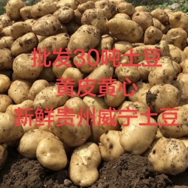 黄皮黄心土豆
