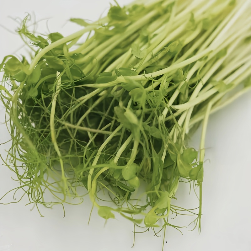 芽苗菜/活体疏菜