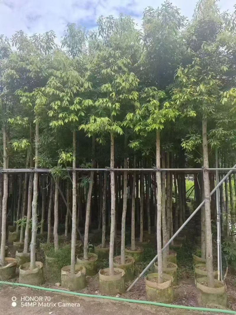 金丝楠木5-8公分出售