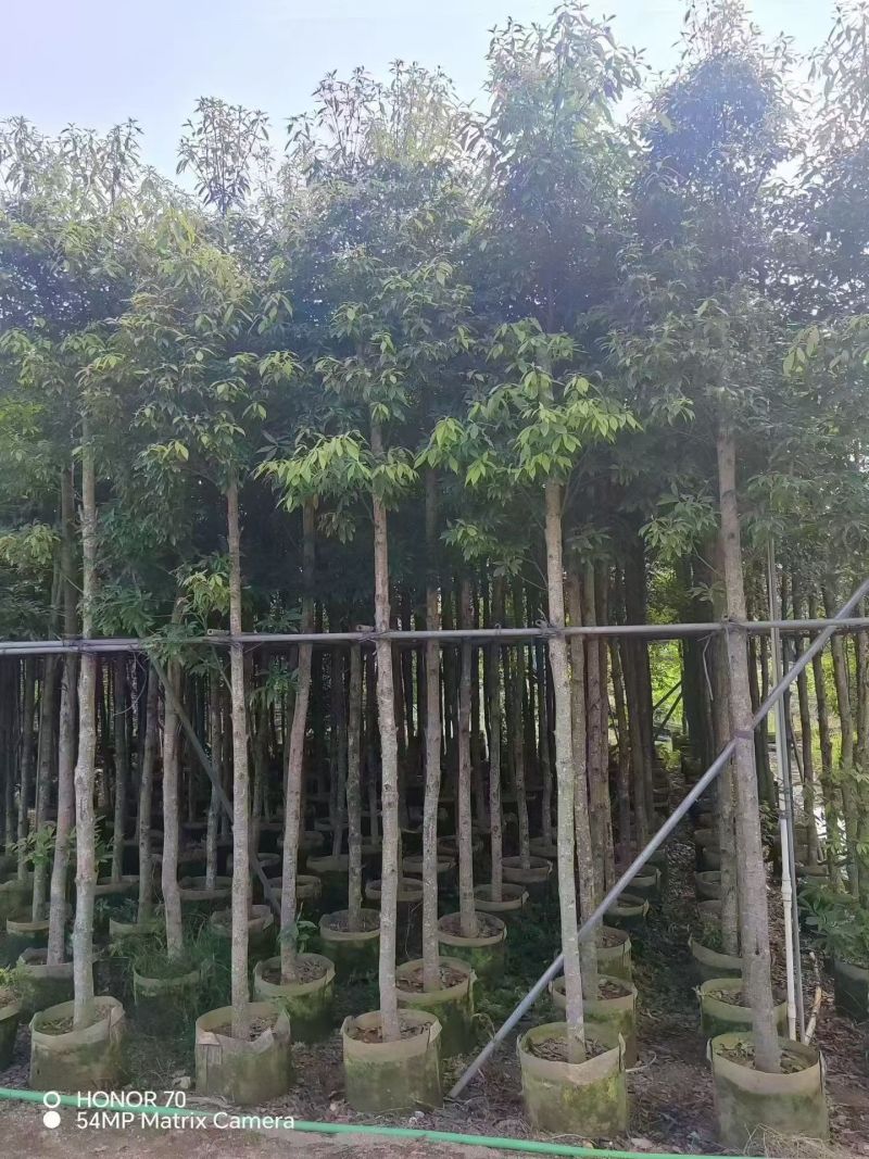 金丝楠木5-8公分出售