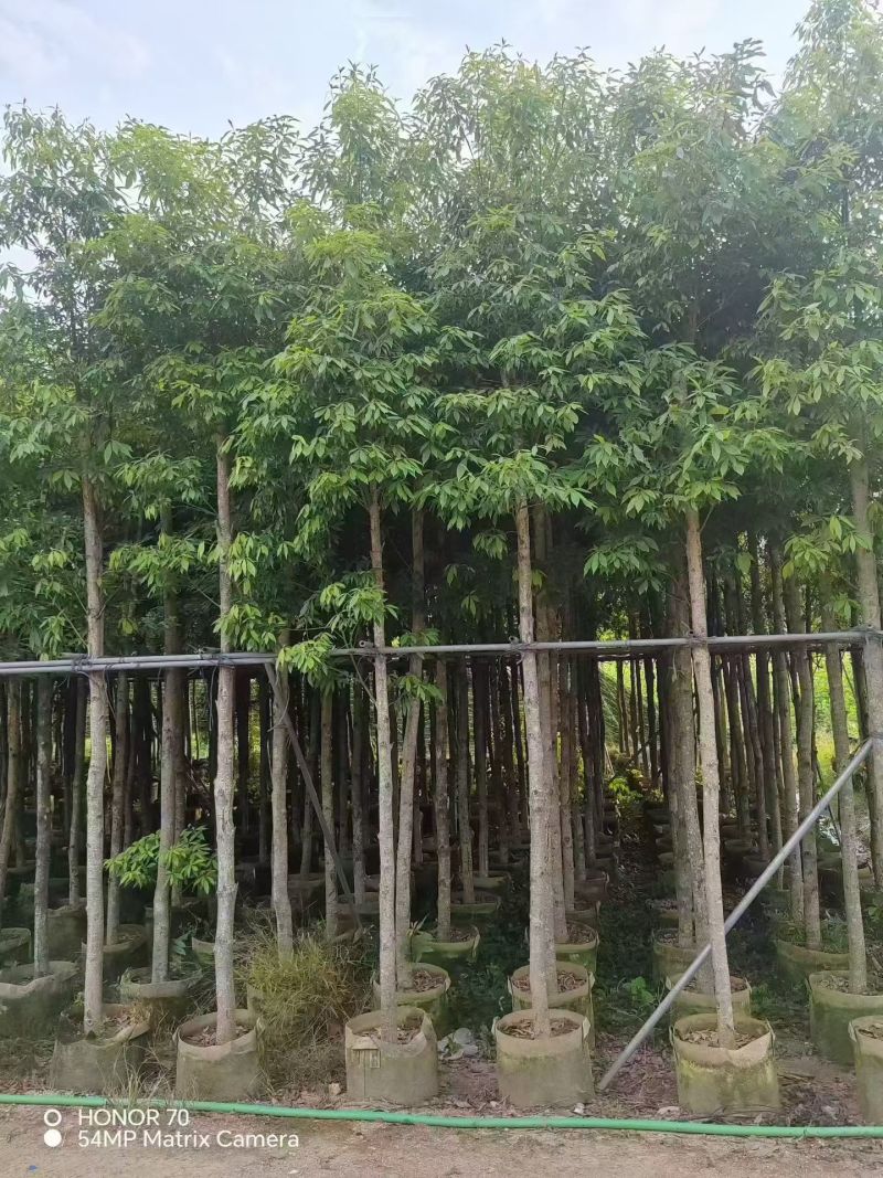 金丝楠木5-8公分出售