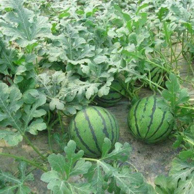 西瓜营养多汁长期有货电商供货