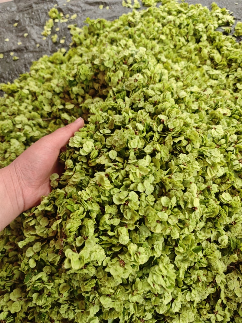 新鲜上市大山深处嫩榆钱